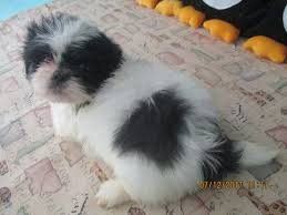 We are a small loving in home hobby breeder of pure bred registered shih tzu in the piedmont triad area of north carolina. Shih Tzu Puppy For Sale In Asheville Nc Adn 37058 On Puppyfinder Com Gender Male Age 6 Weeks Old Shih Tzu Puppy Shih Tzu Puppies For Sale
