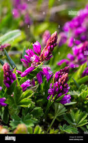 Image result for Polygalaceae