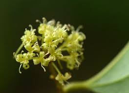 Image result for Smilax anceps