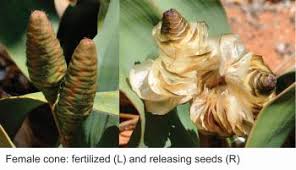 Image result for Welwitschiella