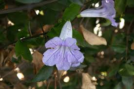 Image result for Bignonia callistegioides