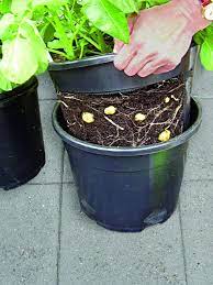 You can actually grow potatoes all year round, so it's good to seek advice from the sellers for the right type of seeds. Potato Grow Pots Pack Of 3