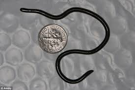 There because it was the same public toilet bowl i used 2 years ago when i saw a tiny worm. Black Worms In Toilet Shefalitayal