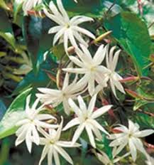 Image result for Jasminum breviflorum