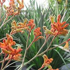 Image result for Anigozanthos