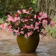 Begonia Megawatt Bronze Leaf Pink F1 Flower Pots Begonia Flower Pot Design