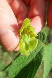 Image result for Dalechampia