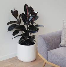 Black knight black rubber plant. Rubber Tree X3 In Bianca Cylinder Pot Plantandpot Nz