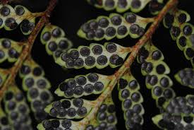 Image result for Rumohra adiantiformis