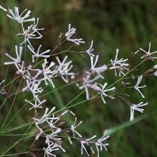 Image result for Radinosiphon leptostachya