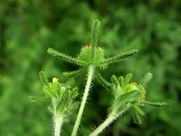 Image result for Sigesbeckia