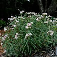 Image result for Asclepias graminifolia