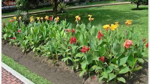 Terlebih bagi anda yang tinggal di kawasan perkotaan. 10 Tanaman Hias Outdoor Yang Cantik Tahan Panas Hujan