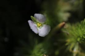 Image result for Mayacaceae