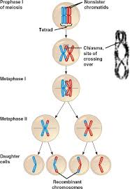 In Which Phase Of Meiosis Does Crossing Over Occur
