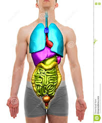 Expand_more fifteen years ago, my husband contracted a serious lung disease. Organ Mann Anatomie Der Inneren Organe Lokalisiert Auf Weiss Stockfoto Bild Von System Mann 72068180