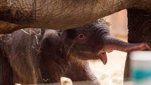 Zoo ostrava 2.9.2020 vydra říční.mp4. Foto Sloni Novorozenec V Zoo Ostrava Matce Jiz Dva Potomci Uhynuli Nyni To Vypada Na Happy End Aktualne Cz