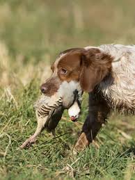 Past litters and happy hunters for more photos of our past montana brittany breeder. Meet The French Brittany The Ultimate Hunting Dog Animalso