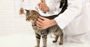 A few sources believe that cats can get parvo from dogs in rare circumstances. Feline Parvovirus Panleucopenia Fpv Pdsa