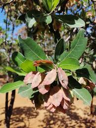 Image result for Terminalia sericea