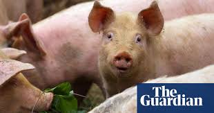 They're adorable and make great companions. Censored Art And Naughty Pigs Take The Thursday Quiz Life And Style The Guardian