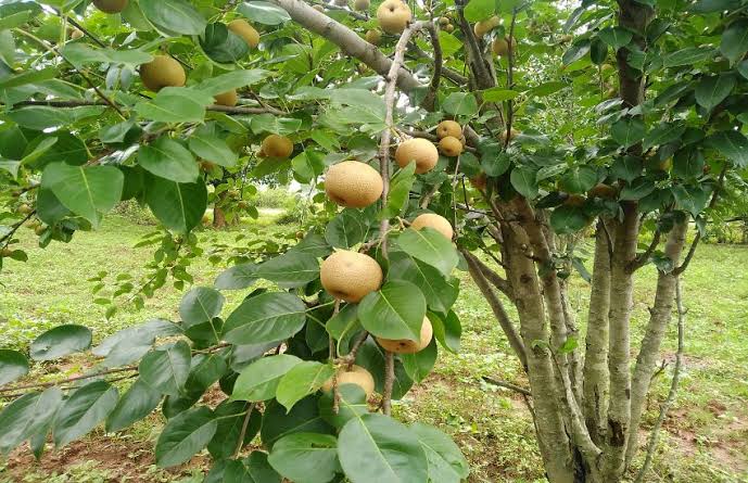 जशपुर की नाशपाती दिल्ली सहित अन्य राज्यों तक पहुंचने लगी है | Jashpur Pears  Have Started Reaching Other States Including Delhi