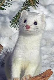 Ermine In The Snow Wallpaper Hd Wallpaper Wallpapermine Cute Animals Animals Beautiful Cute Ferrets