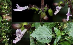 Image result for Orthosiphon thymiflorus