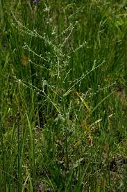 Image result for Cynoglossum lanceolatum