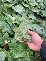 Image result for mildew on cucumbers