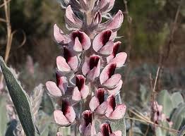 Image result for Landolphia villosa