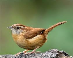 She filmed these birds during her 2020 great backyard bird count in february. Carolina Wren Great Backyard Bird Count Backyard Birds Great Backyard Bird Count Birds