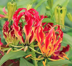 Image result for Littonia modesta