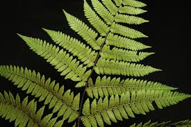 Image result for Ctenitis cirrhosa