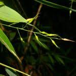 Image result for Olyra latifolia