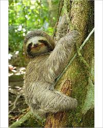 Print Of Brown Throated Three Toed Sloth Wearing A Christmas Hat Three Toed Sloth Sloth Sloth Stuffed Animal