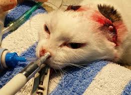 This is cancer of the lymphocytes (a type of white blood cell) and lymph node tissues. White Cat Ear Tumour Surgery Nose Cancer Treatment Seah