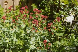 Image result for Valeriana rubra