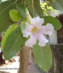 Image result for Tabebuia heterophylla