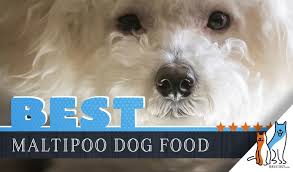 11 Best Maltipoo Dog Foods With Top Puppy Senior Brands