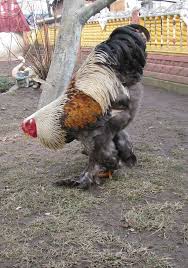 Agen Sabung Ayam Online Klik Picture For Information Ternak Ayam Hewan Ayam