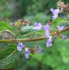 Image result for Isodon