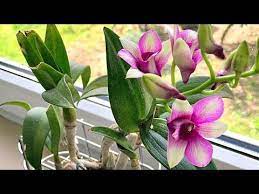 How To Grow Orchids Growing Orchids Orchid Care Youtube Orchid Care Orchid Plant Care Growing Orchids