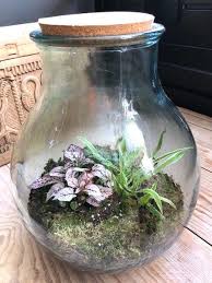 Hoe Doe Je Dat Zo N Dichte Fles Met Planten Maken Anita Home Blog Terrarium Planten Fles Tuin Planten