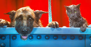 Homeward bound volunteers are incredibly passionate about the work they do and we welcome you to find that passion too! Cats Vs Dogs Who Have The Best Movies Rotten Tomatoes Movie And Tv News