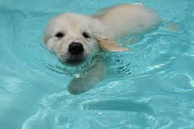 Swimming Golden Retriever Dog Forums