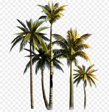 Coconut Tree Png Background Image Png Format Coconut Tree Png Image With Transparent Background Png Free Png Images Palm Tree Png Tree Photoshop Coconut Tree Drawing