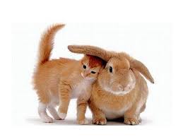 Setelah postingan kemarin terkait gambar kelinci yang cantik, kali ini saya akan membagikan kleksi gambar kelinci juga tapi bedanya tapi bedanya. Menggambar Kelinci Dan Kucing