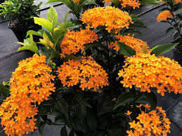 Image result for Ixora laurentii