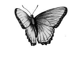 Drawing the pattern on the forewings is a little easier. How To Draw A Butterfly Draw Central